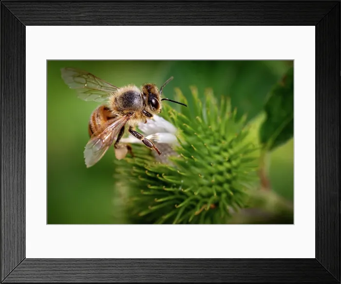 Framed Print : Honeybee collecting nectar from a green spiky flower, with a blurred natural background, United Kingdom, Europe Framed Print : Honeybee collecting nectar from a green spiky flower, with a blurred natural background, United Kingdom, Europe