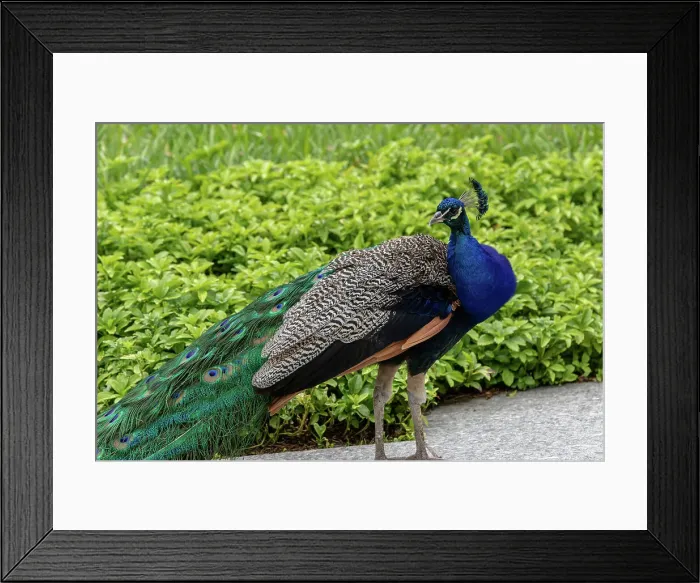 Framed Print : Majestic peacock displaying vibrant blue and green plumage, with a blurred green background at Kew Gardens, London, England, United Kingdom, Europe Framed Print : Majestic peacock displaying vibrant blue and green plumage, with a blurred green background at Kew Gardens, London, England, United Kingdom, Europe