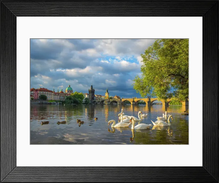 Framed Print : Swans in Vltava River with Charles Bridge, OId Town Bridge Tower and dome of St. Francis of Assisi Church at sunrise, UNESCO World Heritage Site, Prague, Czechia, Europe Framed Print : Swans in Vltava River with Charles Bridge, OId Town Bridge Tower and dome of St. Francis of Assisi Church at sunrise, UNESCO World Heritage Site, Prague, Czechia, Europe