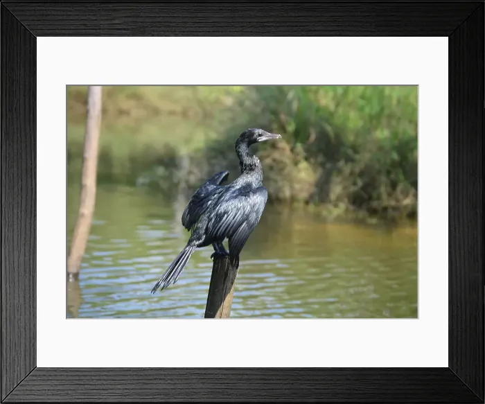 Framed Print : Indian Cormorant (Indian shag) (Phalacrocorax fuscicollis) above water on trunk tree with opened wings, Poovar, Thiruvanthapurm, Kerala, India, Asia Framed Print : Indian Cormorant (Indian shag) (Phalacrocorax fuscicollis) above water on trunk tree with opened wings, Poovar, Thiruvanthapurm, Kerala, India, Asia