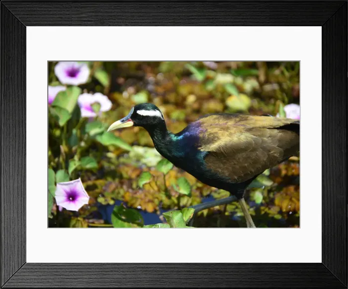 Framed Print : Bronze-winged jacana (metopidius indicus) in its natural habitat, Poovar island, Kerala, India, Asia Framed Print : Bronze-winged jacana (metopidius indicus) in its natural habitat, Poovar island, Kerala, India, Asia