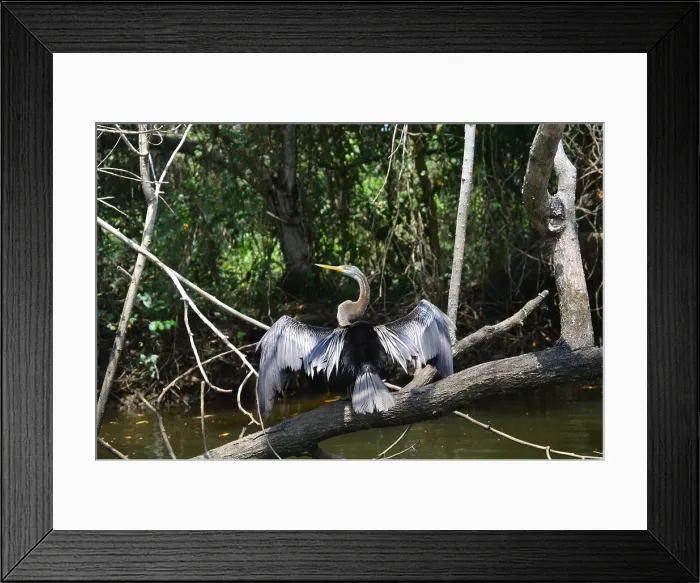 Framed Print : Australasian darter bird (Anhinga novaehollandiae) drying wings, snake bird spreading wings, Poovar Island, Kerala, India, Asia Framed Print : Australasian darter bird (Anhinga novaehollandiae) drying wings, snake bird spreading wings, Poovar Island, Kerala, India, Asia