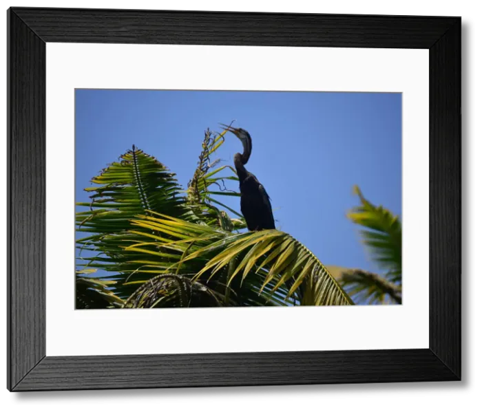 Framed Print : Australasian darter bird (Anhinga novaehollandiae) drying wings, snake bird spreading wings, Poovar Island, Kerala, India, Asia Framed Print : Australasian darter bird (Anhinga novaehollandiae) drying wings, snake bird spreading wings, Poovar Island, Kerala, India, Asia