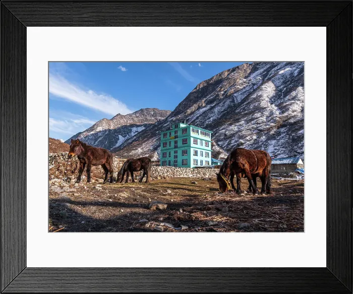 Framed Print : Pack horses in front of a turquoise mountain lodge with Lang Tang village in background, Himalayas, Nepal, Asia Framed Print : Pack horses in front of a turquoise mountain lodge with Lang Tang village in background, Himalayas, Nepal, Asia