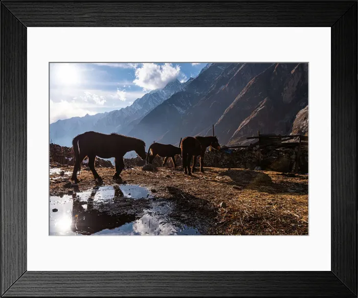 Framed Print : Pack mules reflected in a water puddle in golden evening light, Lang Tang village, Himalayas, Nepal, Asia Framed Print : Pack mules reflected in a water puddle in golden evening light, Lang Tang village, Himalayas, Nepal, Asia