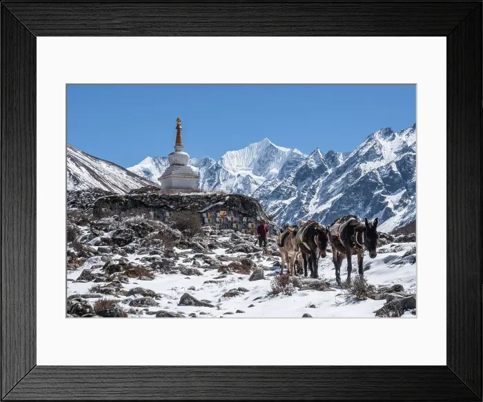 Framed Print : Herd of pack mules walking in front of a stupa with high altitude summits, Gangchempo, Kyanjin Gompa, Langtang Valley trek, Himalayas, Nepal, Asia Framed Print : Herd of pack mules walking in front of a stupa with high altitude summits, Gangchempo, Kyanjin Gompa, Langtang Valley trek, Himalayas, Nepal, Asia