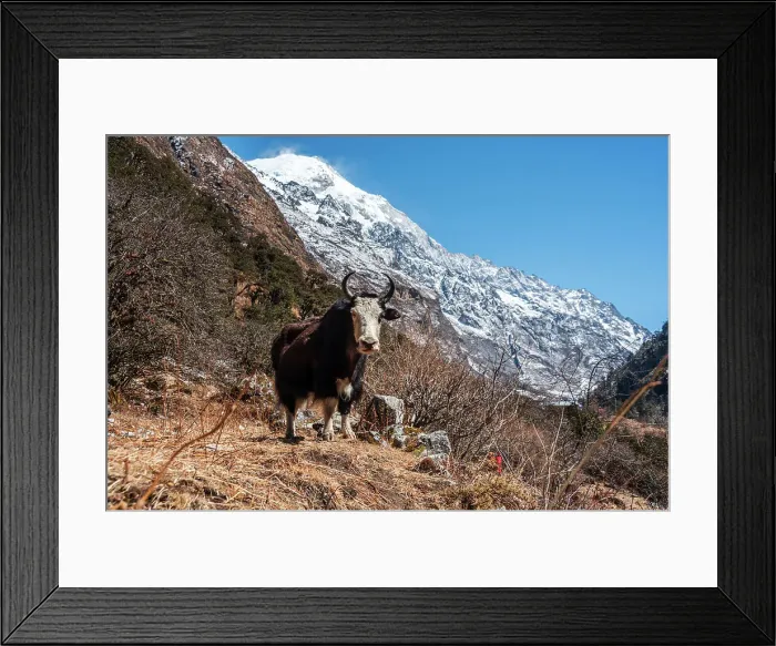 Framed Print : Close-up of a Horned Yak and mountainous backdrop on the Langtang Valley trek, Himalayas, Nepal, Asia Framed Print : Close-up of a Horned Yak and mountainous backdrop on the Langtang Valley trek, Himalayas, Nepal, Asia