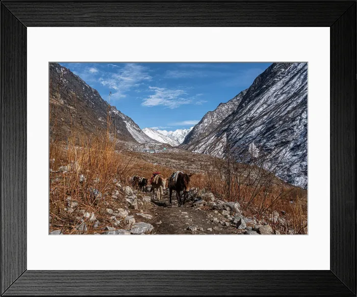 Framed Print : On the Trail with Pack Mules transporting gear to Kyanjin Gompa, Langtang Valley trek, Himalayas, Nepal, Asia Framed Print : On the Trail with Pack Mules transporting gear to Kyanjin Gompa, Langtang Valley trek, Himalayas, Nepal, Asia