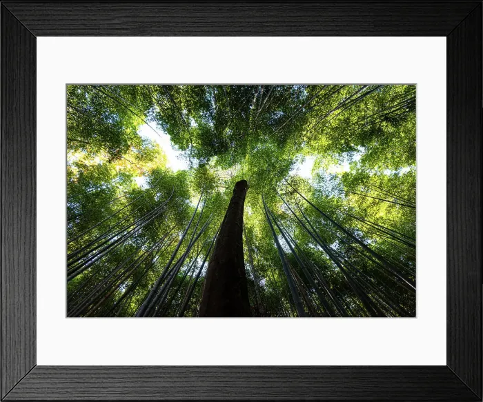 Framed Print : Bamboo grove, Kyoto, Honshu, Japan, Asia Framed Print : Bamboo grove, Kyoto, Honshu, Japan, Asia