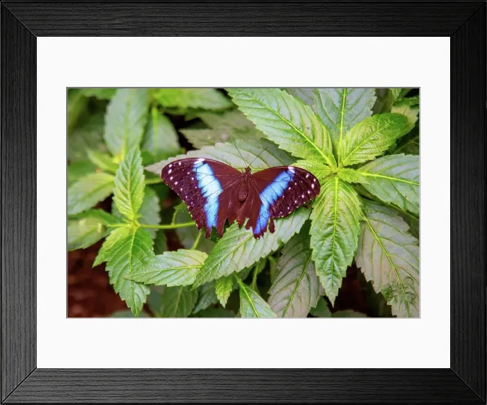 Framed Print : Morpho Achilles butterfly, Mindo, Ecuador, South America Framed Print : Morpho Achilles butterfly, Mindo, Ecuador, South America