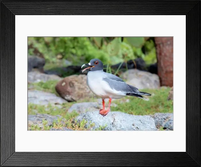 Framed Print : Adult Swallow-Tailed Gull, showing breeding season red rimmed eye, a nocturnal equatorial seabird, found almost exclusively in the Galapagos Islands, UNESCO World Heritage Site, Ecuador, South America Framed Print : Adult Swallow-Tailed Gull, showing breeding season red rimmed eye, a nocturnal equatorial seabird, found almost exclusively in the Galapagos Islands, UNESCO World Heritage Site, Ecuador, South America