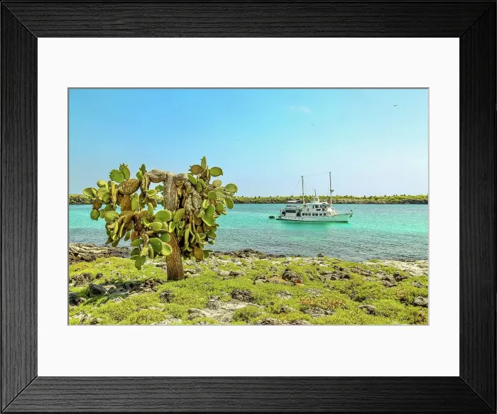 Framed Print : Opuntia (Prickly Pear) cacti on South Plaza island, Galapagos, UNESCO World Heritage Site, Ecuador, South America Framed Print : Opuntia (Prickly Pear) cacti on South Plaza island, Galapagos, UNESCO World Heritage Site, Ecuador, South America