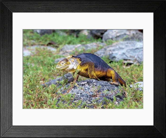 Framed Print : Galapagos Land Iguana (Conolophus subcristatus), can grow to five feet long and live for 60 years, South Plaza island, Galapagos, UNESCO World Heritage Site, Ecuador, South America Framed Print : Galapagos Land Iguana (Conolophus subcristatus), can grow to five feet long and live for 60 years, South Plaza island, Galapagos, UNESCO World Heritage Site, Ecuador, South America