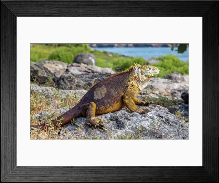 Framed Print : Galapagos Land Iguana (Conolophus subcristatus), large lizard can can grow to five feet long and live for 60 years, South Plaza island, Galapagos, UNESCO World Heritage Site, Ecuador, South America Framed Print : Galapagos Land Iguana (Conolophus subcristatus), large lizard can can grow to five feet long and live for 60 years, South Plaza island, Galapagos, UNESCO World Heritage Site, Ecuador, South America