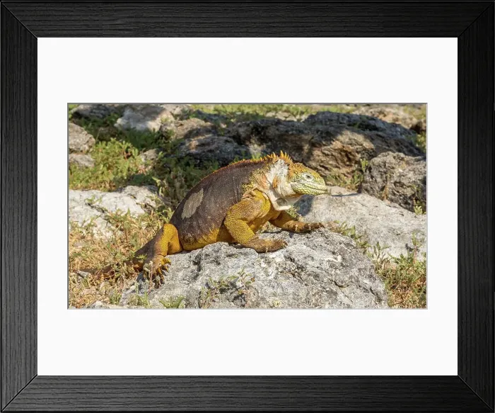 Framed Print : Galapagos Land Iguana (Conolophus subcristatus), large lizard can can grow to five feet long and live for 60 years, South Plaza island, Galapagos, UNESCO World Heritage Site, Ecuador, South America Framed Print : Galapagos Land Iguana (Conolophus subcristatus), large lizard can can grow to five feet long and live for 60 years, South Plaza island, Galapagos, UNESCO World Heritage Site, Ecuador, South America