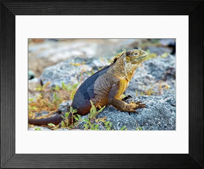 Framed Print : Galapagos Land Iguana (Conolophus subcristatus), large lizard can can grow to five feet long and live for 60 years, South Plaza island, Galapagos, UNESCO World Heritage Site, Ecuador, South America Framed Print : Galapagos Land Iguana (Conolophus subcristatus), large lizard can can grow to five feet long and live for 60 years, South Plaza island, Galapagos, UNESCO World Heritage Site, Ecuador, South America
