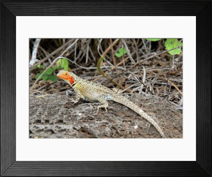 Framed Print : Lava Lizard (microlophus) on Floreana island, Galapagos, UNESCO World Heritage Site, Ecuador, South America Framed Print : Lava Lizard (microlophus) on Floreana island, Galapagos, UNESCO World Heritage Site, Ecuador, South America