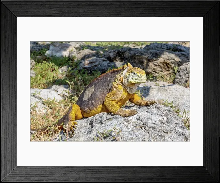 Framed Print : Galapagos Land Iguana (Conolophus subcristatus), large lizard can can grow to five feet long and live for 60 years, South Plaza island, Galapagos, UNESCO World Heritage Site, Ecuador, South America Framed Print : Galapagos Land Iguana (Conolophus subcristatus), large lizard can can grow to five feet long and live for 60 years, South Plaza island, Galapagos, UNESCO World Heritage Site, Ecuador, South America
