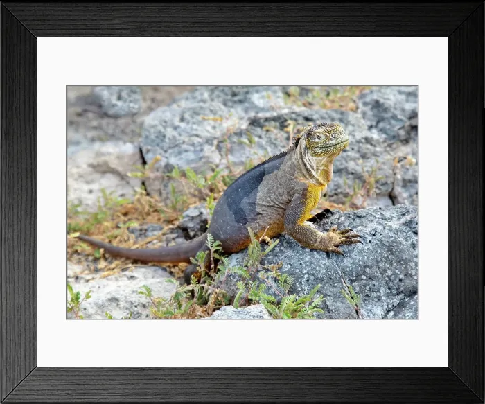Framed Print : Galapagos Land Iguana (Conolophus subcristatus), large lizard can can grow to five feet long and live for 60 years, South Plaza island, Galapagos, UNESCO World Heritage Site, Ecuador, South America Framed Print : Galapagos Land Iguana (Conolophus subcristatus), large lizard can can grow to five feet long and live for 60 years, South Plaza island, Galapagos, UNESCO World Heritage Site, Ecuador, South America