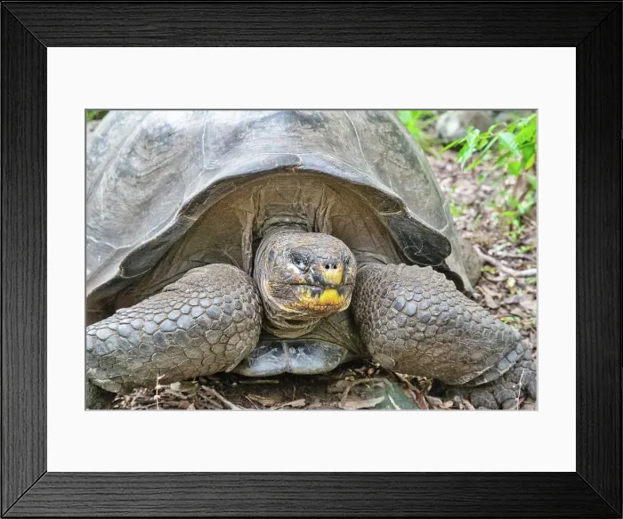 Framed Print : Galapagos Giant Tortoise (Geochelone chatamensis), can live to 100 years, on San Cristobal Island, Galapagos, UNESCO World Heritage Site, Ecuador, South America Framed Print : Galapagos Giant Tortoise (Geochelone chatamensis), can live to 100 years, on San Cristobal Island, Galapagos, UNESCO World Heritage Site, Ecuador, South America