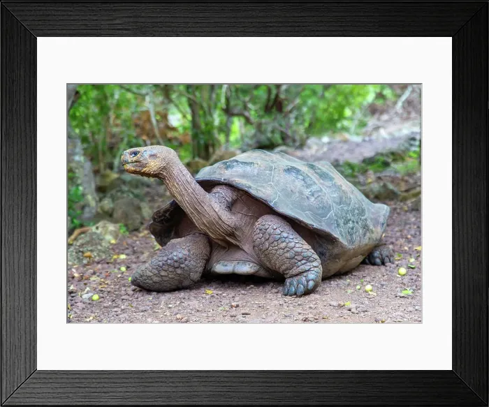 Framed Print : Galapagos Giant Tortoise (Chelonoidis chathamensis), can live for over 100 years, San Cristobal island, Galapagos, UNESCO World Heritage Site, Ecuador, South America Framed Print : Galapagos Giant Tortoise (Chelonoidis chathamensis), can live for over 100 years, San Cristobal island, Galapagos, UNESCO World Heritage Site, Ecuador, South America