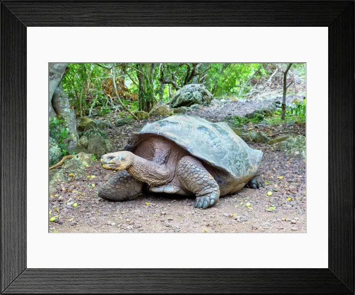 Framed Print : Galapagos Giant Tortoise (Chelonoidis chathamensis), can live for over 100 years, San Cristobal island, Galapagos, UNESCO World Heritage Site, Ecuador, South America Framed Print : Galapagos Giant Tortoise (Chelonoidis chathamensis), can live for over 100 years, San Cristobal island, Galapagos, UNESCO World Heritage Site, Ecuador, South America