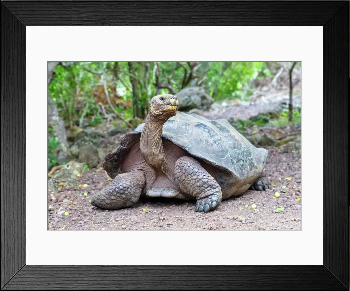 Framed Print : Galapagos Giant Tortoise (Chelonoidis chathamensis), can live for over 100 years, San Cristobal island, Galapagos, UNESCO World Heritage Site, Ecuador, South America Framed Print : Galapagos Giant Tortoise (Chelonoidis chathamensis), can live for over 100 years, San Cristobal island, Galapagos, UNESCO World Heritage Site, Ecuador, South America