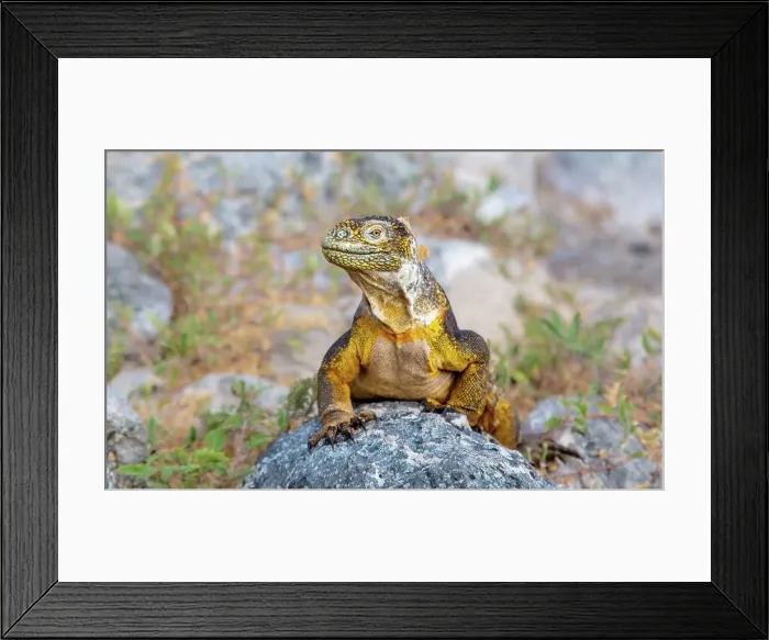 Framed Print : Galapagos Land Iguana (Conolophus subcristatus), large lizard can can grow to five feet long and live for 60 years, South Plaza island, Galapagos, UNESCO World Heritage Site, Ecuador, South America Framed Print : Galapagos Land Iguana (Conolophus subcristatus), large lizard can can grow to five feet long and live for 60 years, South Plaza island, Galapagos, UNESCO World Heritage Site, Ecuador, South America