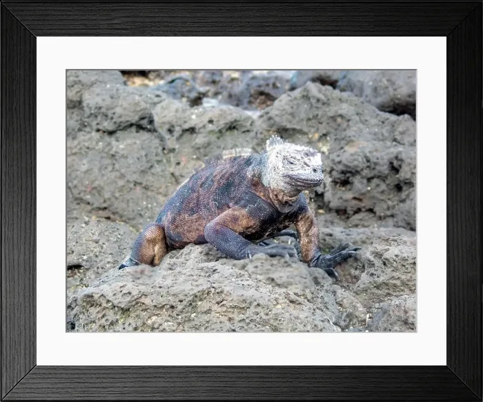 Framed Print : Galapagos Marine Iguana (Amblyrhynchus cristatus) Santa Cruz island, Galapagos, UNESCO World Heritage Site, Ecuador, South America Framed Print : Galapagos Marine Iguana (Amblyrhynchus cristatus) Santa Cruz island, Galapagos, UNESCO World Heritage Site, Ecuador, South America