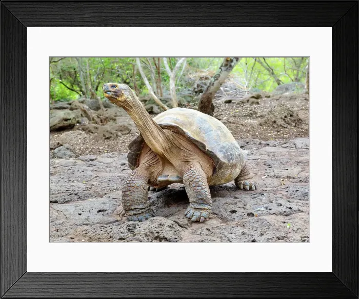 Framed Print : Galapagos Giant Tortoise (Chelonoidis chathamensis), can live for over 100 years, San Cristobal island, Galapagos, UNESCO World Heritage Site, Ecuador, South America Framed Print : Galapagos Giant Tortoise (Chelonoidis chathamensis), can live for over 100 years, San Cristobal island, Galapagos, UNESCO World Heritage Site, Ecuador, South America