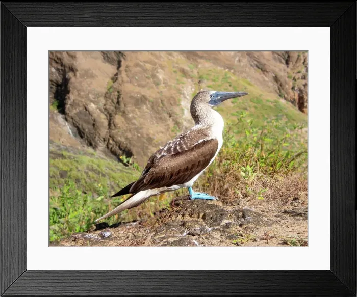 Framed Print : Blue Footed Booby (Sula nebouxii), a marine bird found in the Eastern Pacific whose unusual blue feet feature in courtship rituals, Galapagos, UNESCO World Heritage Site, Ecuador, South America Framed Print : Blue Footed Booby (Sula nebouxii), a marine bird found in the Eastern Pacific whose unusual blue feet feature in courtship rituals, Galapagos, UNESCO World Heritage Site, Ecuador, South America