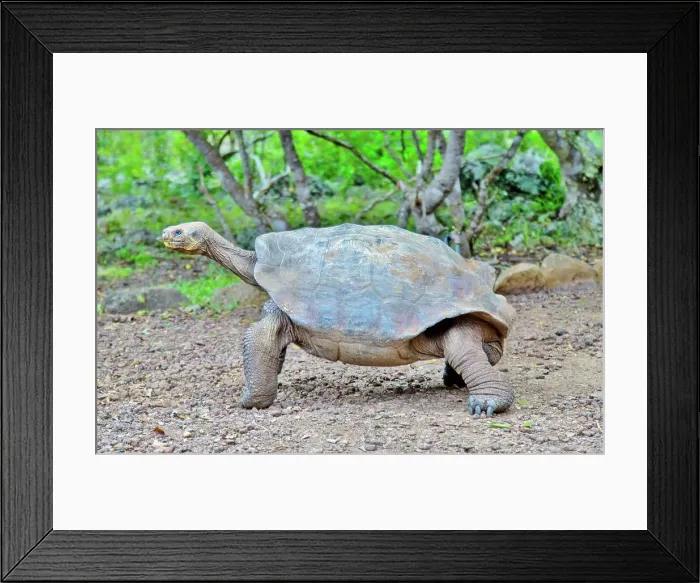 Framed Print : Galapagos Giant Tortoise (Chelonoidis chathamensis), can live for over 100 years, on San Cristobal island, Galapagos, UNESCO World Heritage Site, Ecuador, South America Framed Print : Galapagos Giant Tortoise (Chelonoidis chathamensis), can live for over 100 years, on San Cristobal island, Galapagos, UNESCO World Heritage Site, Ecuador, South America