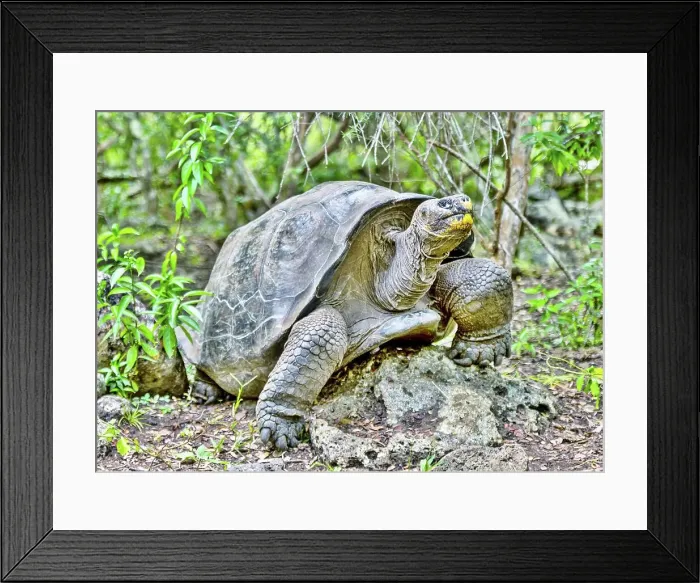 Framed Print : Galapagos Giant Tortoise (Chelonoidis chathamensis), can live for over 100 years, on San Cristobal island, Galapagos, UNESCO World Heritage Site, Ecuador, South America Framed Print : Galapagos Giant Tortoise (Chelonoidis chathamensis), can live for over 100 years, on San Cristobal island, Galapagos, UNESCO World Heritage Site, Ecuador, South America