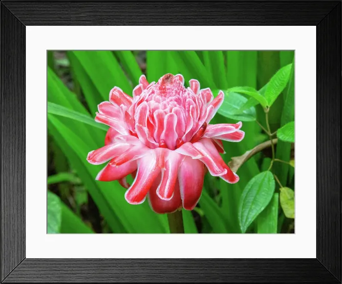 Framed Print : Pink Torch Ginger flower (etlingera elatior), Ecuador, South America Framed Print : Pink Torch Ginger flower (etlingera elatior), Ecuador, South America