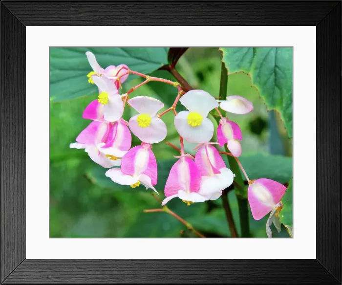 Framed Print : Begonia grandis flowers (subsp. evansiana), Ecuador, South America Framed Print : Begonia grandis flowers (subsp. evansiana), Ecuador, South America
