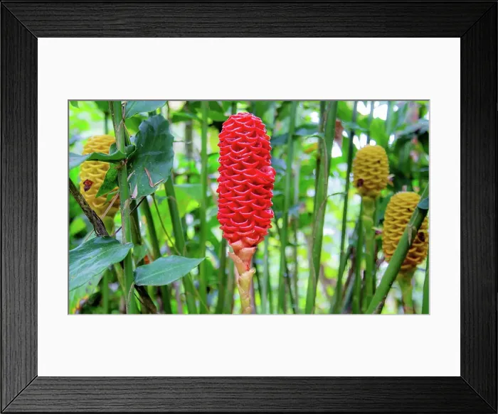 Framed Print : Beehive Ginger (Zingiber spectabile), a deciduous plant that grows from a rhizome to over seven feet tall, Ecuador, South America Framed Print : Beehive Ginger (Zingiber spectabile), a deciduous plant that grows from a rhizome to over seven feet tall, Ecuador, South America