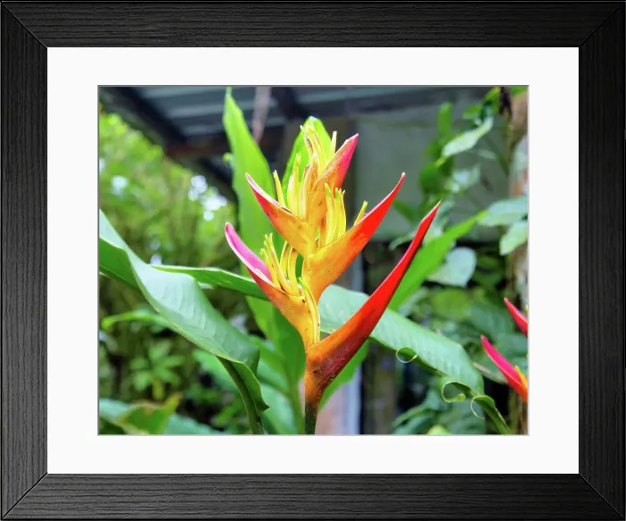 Framed Print : Heliconia Psittacorum flowers, a herb plant common in South America and the Caribbean, Ecuador, South America Framed Print : Heliconia Psittacorum flowers, a herb plant common in South America and the Caribbean, Ecuador, South America