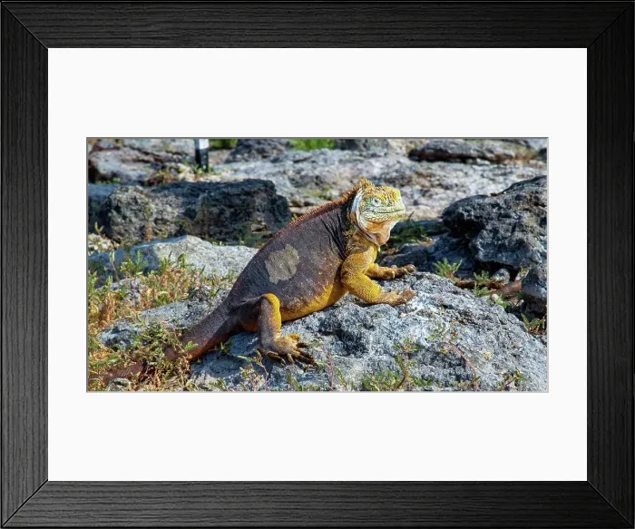 Framed Print : Galapagos Land Iguana (conolophus subcristatus), a large lizard species, that can grow up to five feet long and live 60 years, Galapagos, UNESCO World Heritage Site, Ecuador, South America Framed Print : Galapagos Land Iguana (conolophus subcristatus), a large lizard species, that can grow up to five feet long and live 60 years, Galapagos, UNESCO World Heritage Site, Ecuador, South America