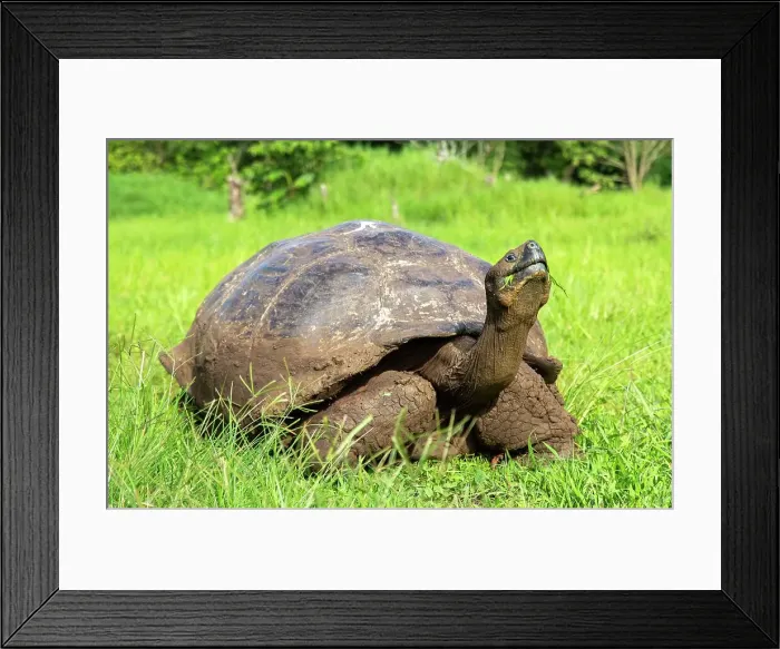 Framed Print : Galapagos Giant Tortoise (Chelonoidis chathamensis), can live for over 100 years, on San Cristobal island, Galapagos, UNESCO World Heritage Site, Ecuador, South America Framed Print : Galapagos Giant Tortoise (Chelonoidis chathamensis), can live for over 100 years, on San Cristobal island, Galapagos, UNESCO World Heritage Site, Ecuador, South America