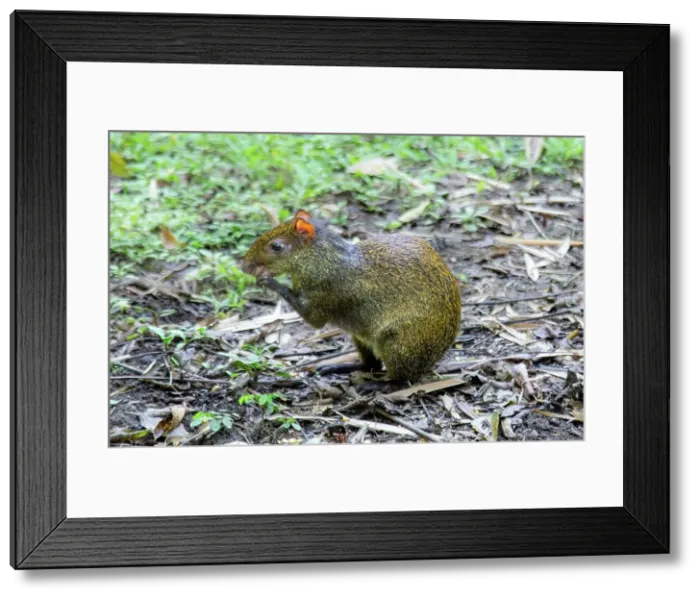 Framed Print : An Agouti, rodent related to guinea pigs, common in Middle and South America, Ecuador, South America Framed Print : An Agouti, rodent related to guinea pigs, common in Middle and South America, Ecuador, South America