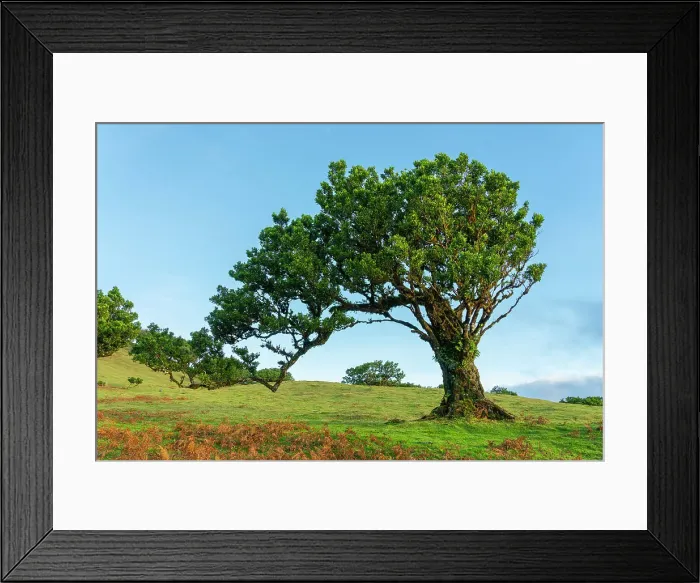 Framed Print : Laurel tree, UNESCO World Heritage Site, Sao Vicente, Madeira, Portugal, Atlantic, Europe
