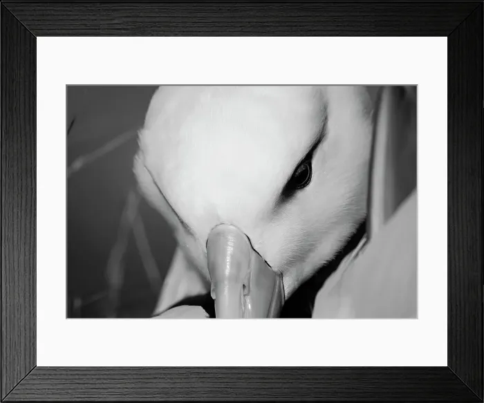 Framed Print : Black browed albatross snuggling in nest, Falkland Islands, South America Framed Print : Black browed albatross snuggling in nest, Falkland Islands, South America