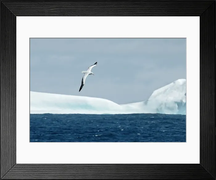 Framed Print : Snowy Albatross flying over icebergs, Antarctica, Polar Regions Framed Print : Snowy Albatross flying over icebergs, Antarctica, Polar Regions