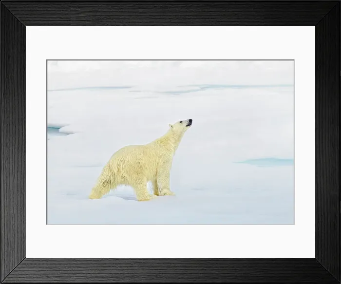 Framed Print : Polar Bear on Arctic Ice, Svalbard, Norway, Arctic Ocean, Polar Regions Framed Print : Polar Bear on Arctic Ice, Svalbard, Norway, Arctic Ocean, Polar Regions