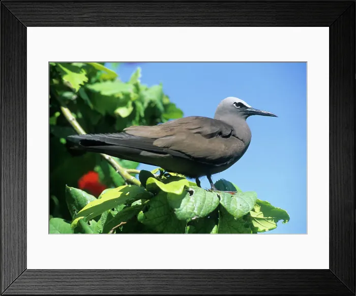 Framed Print : Lesser Noddy (Anous tenuirostris), Bird Island, Republic of Seychelles, Indian Ocean, Africa Framed Print : Lesser Noddy (Anous tenuirostris), Bird Island, Republic of Seychelles, Indian Ocean, Africa