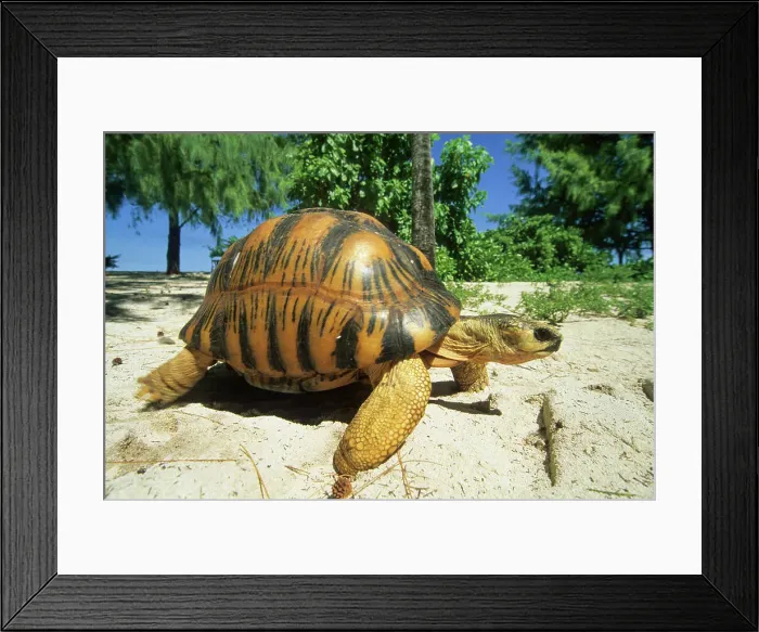 Framed Print : Turtle on a beach, Bird Island, Republic of Seychelles, Indian Ocean, Africa Framed Print : Turtle on a beach, Bird Island, Republic of Seychelles, Indian Ocean, Africa