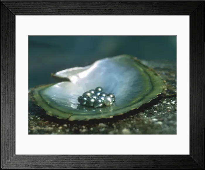 Framed Print : Black pearl, Praslin Island, Republic of Seychelles, Indian Ocean, Africa Framed Print : Black pearl, Praslin Island, Republic of Seychelles, Indian Ocean, Africa