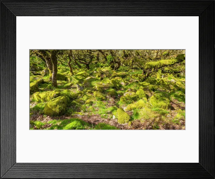 Framed Print : Trees in upland oakwood, moss covered granite boulders, Wistman's Wood, Dartmoor, south Devon, England, United Kingdom, Europe Framed Print : Trees in upland oakwood, moss covered granite boulders, Wistman's Wood, Dartmoor, south Devon, England, United Kingdom, Europe