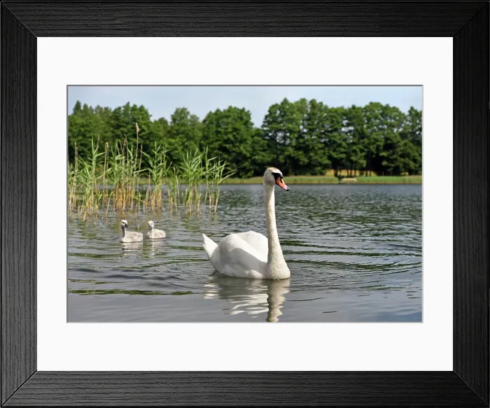 Framed Print : Swans on Strovinatis Lake near Ginuciai, Aukstaitija National Park, Lithuania, Europe Framed Print : Swans on Strovinatis Lake near Ginuciai, Aukstaitija National Park, Lithuania, Europe