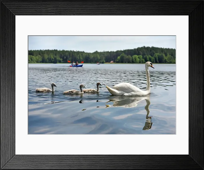 Framed Print : Canoe trip with swans on Lake Srovinaitis around Ginuciai, Aukstaitija National Park, Lithuania, Europe Framed Print : Canoe trip with swans on Lake Srovinaitis around Ginuciai, Aukstaitija National Park, Lithuania, Europe